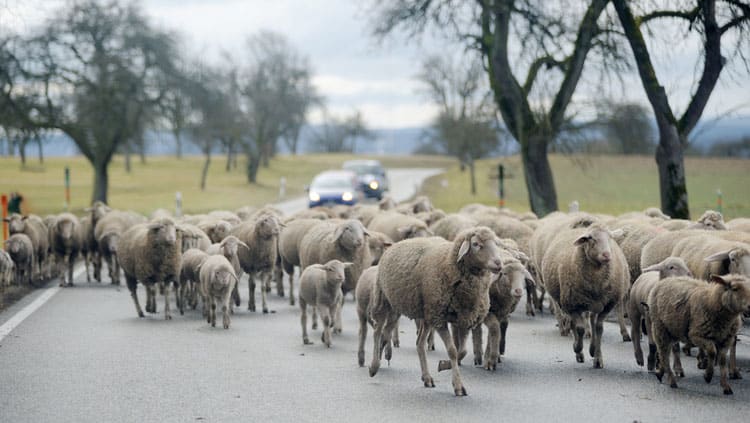 Unfälle mit Nutztieren: Haftet immer der Tierhalter?