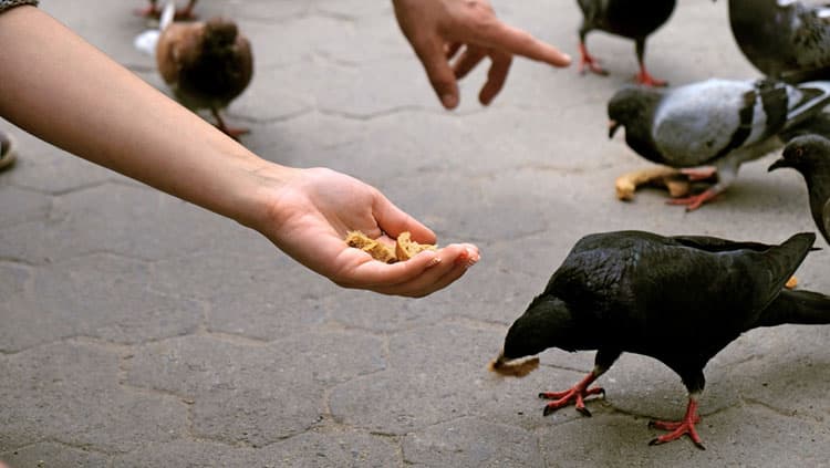 Welche Tiere darf man füttern?