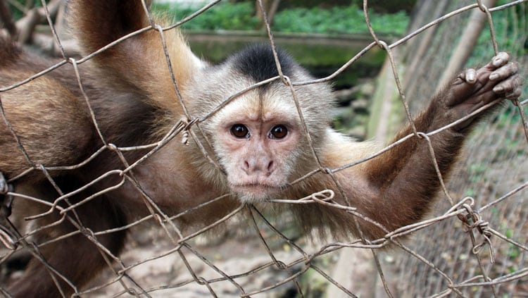 Tierschutz und Tierrechte: Welche Rechte haben Tiere?