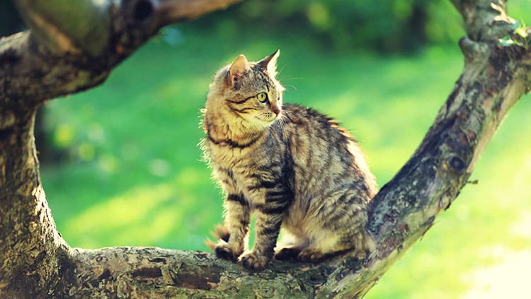 Suche nach Katze auf Heimweg nicht unfallversichert