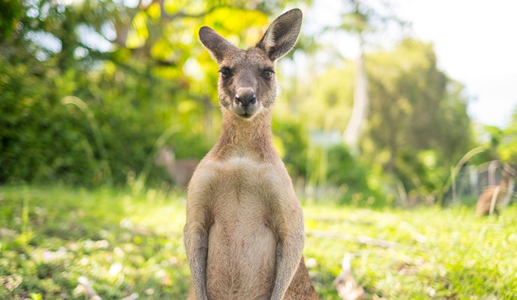 Känguru Haustier