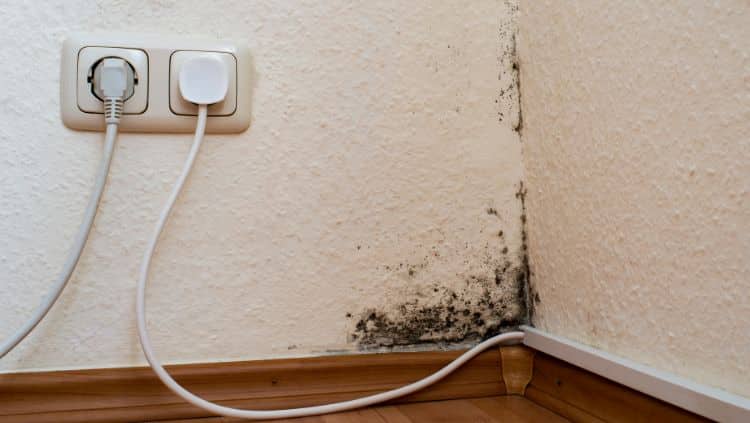 Schimmel in der Wohnung: die Rechte der Mieter
